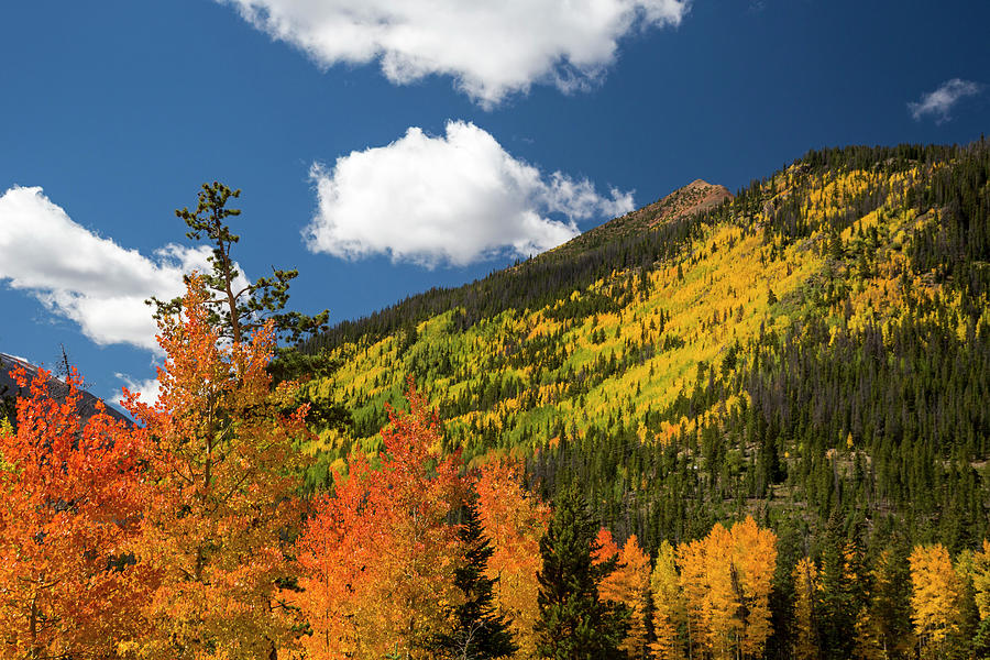 Autumnal Aspen Trees #1 Photograph by Jim West/science Photo Library