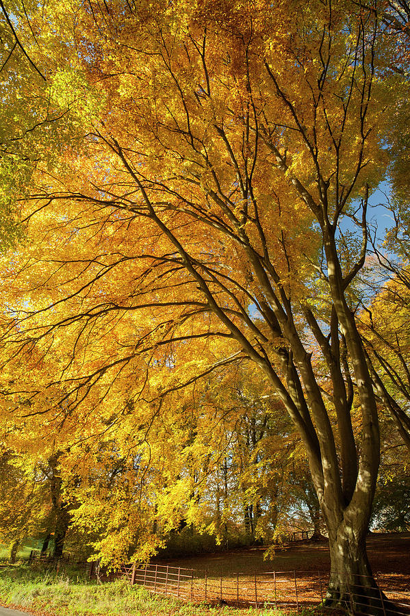 Autumnal Beech Trees, Hampshire, Uk #1 Photograph by Travelpix Ltd