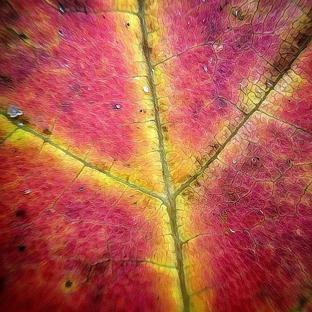 Fall Photograph - Autumnal Intricacy #1 by Natasha Marco