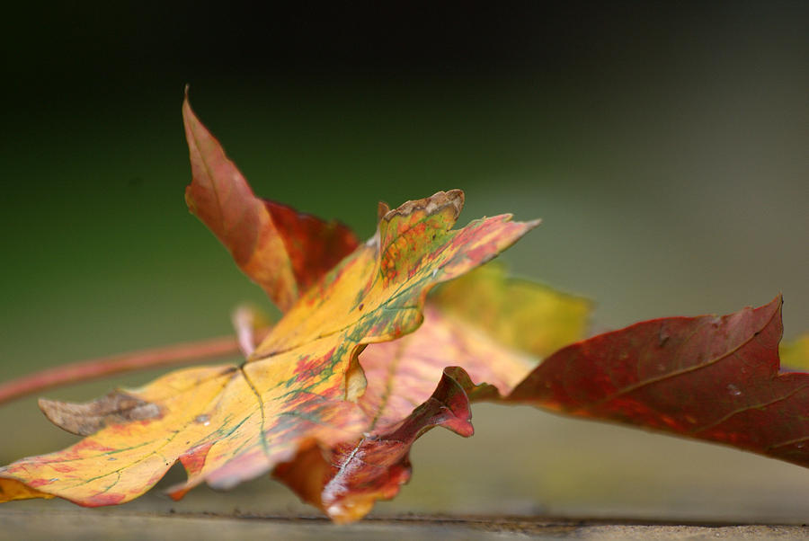 Autumn Leaves Photograph by Jolly Van der Velden