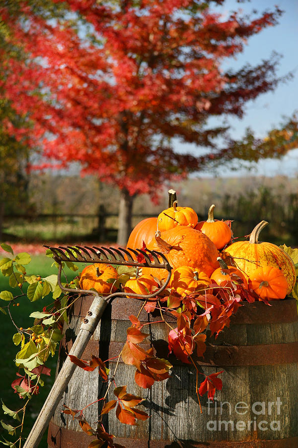 Autumns colorful harvest  #1 Photograph by Sandra Cunningham