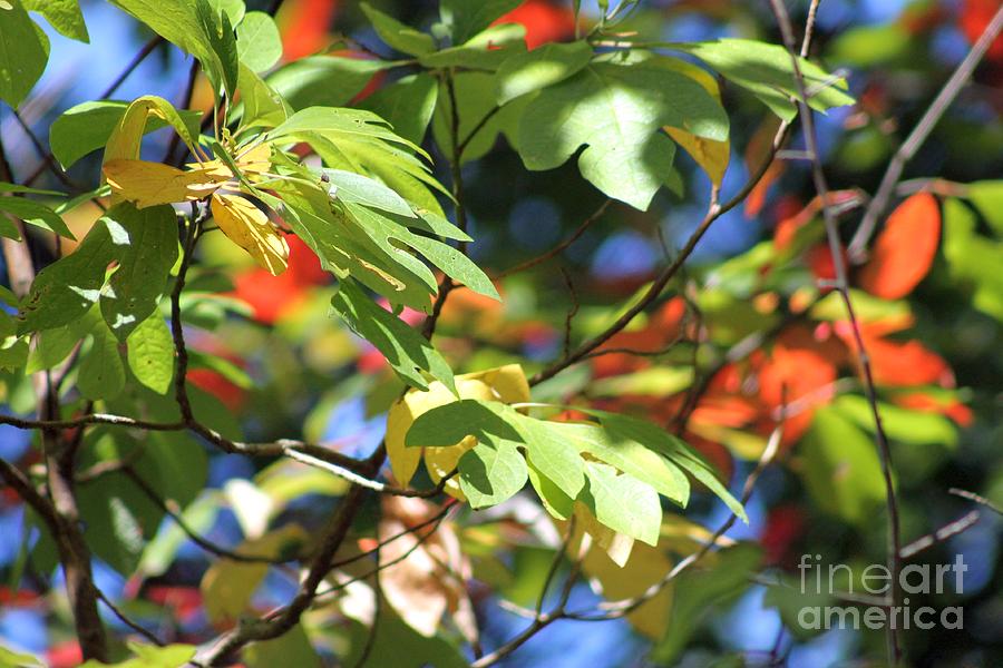 Fall Photograph - Autumns Edge #1 by Bruce LaDuke
