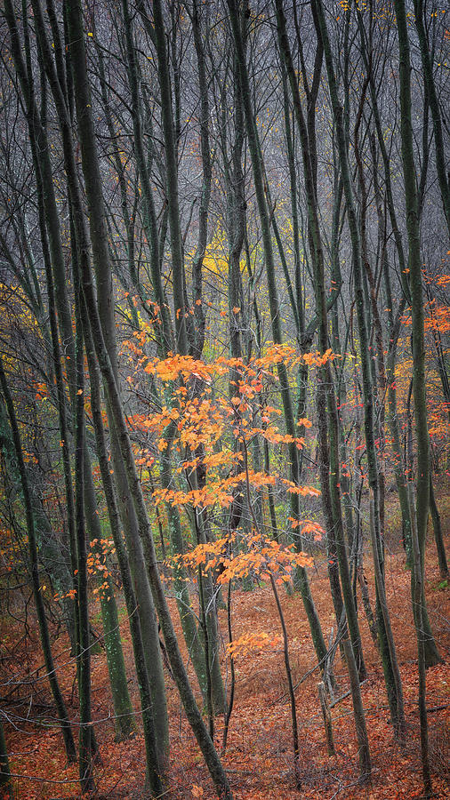 Tree Photograph - Autumns Last Stand by Bill Wakeley