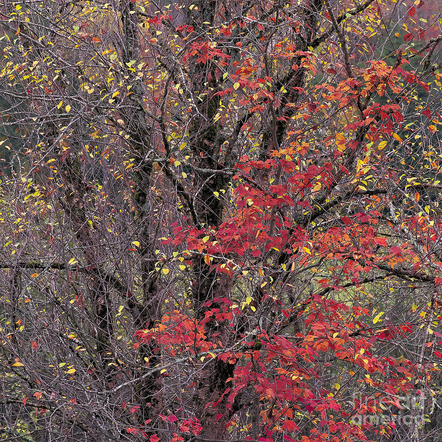 Autumns Palette Photograph by Alan L Graham