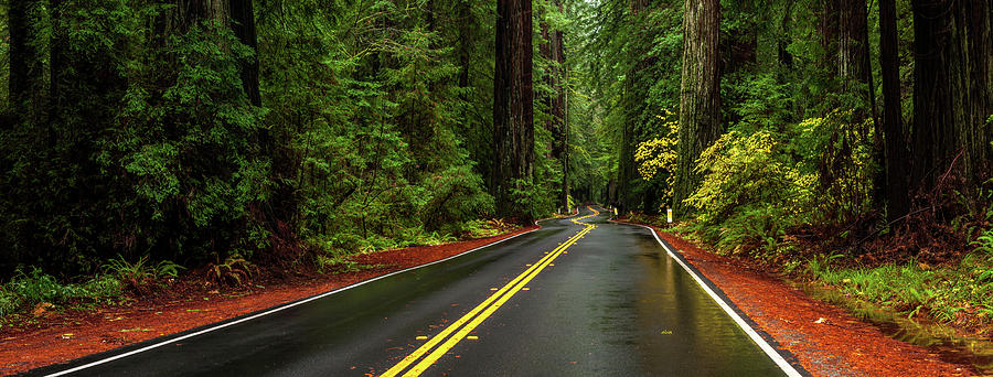 Avenue Of The Giants Passing #1 Photograph by Panoramic Images