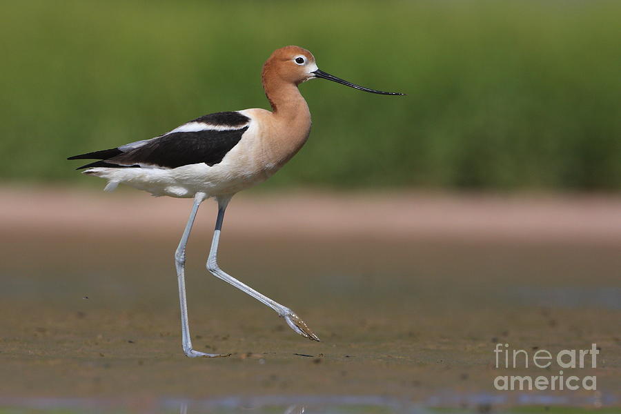 Avocet out for a walk Photograph by Ruth Jolly