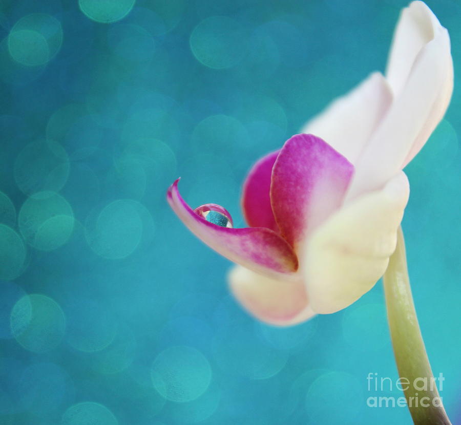 Orchid Photograph - Awaken #1 by Krissy Katsimbras