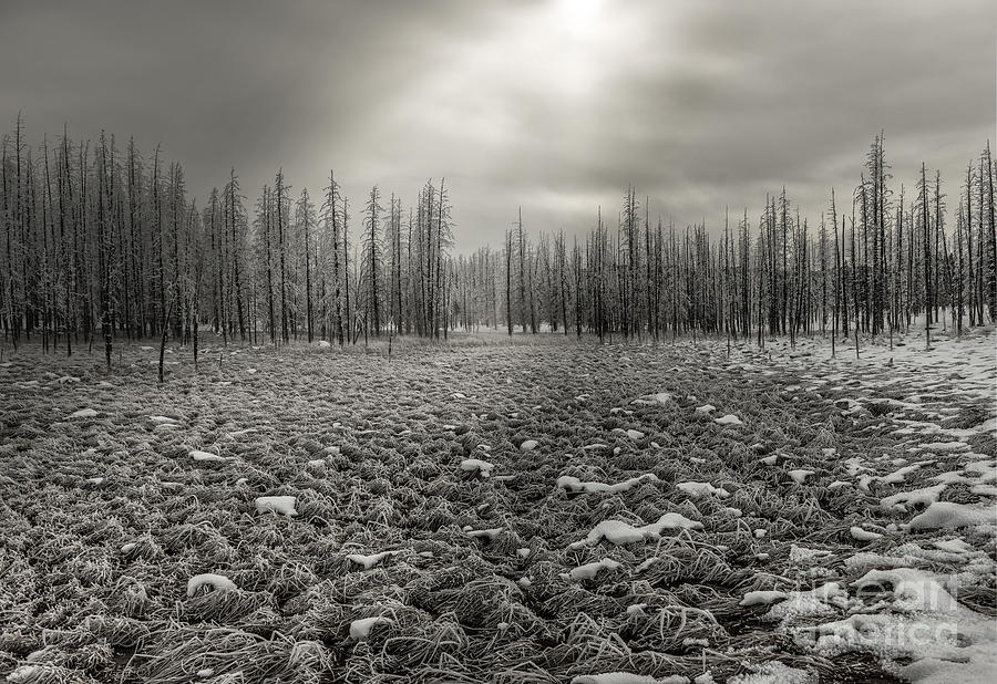 Yellowstone National Park Photograph - Awakening #2 by Sandra Bronstein