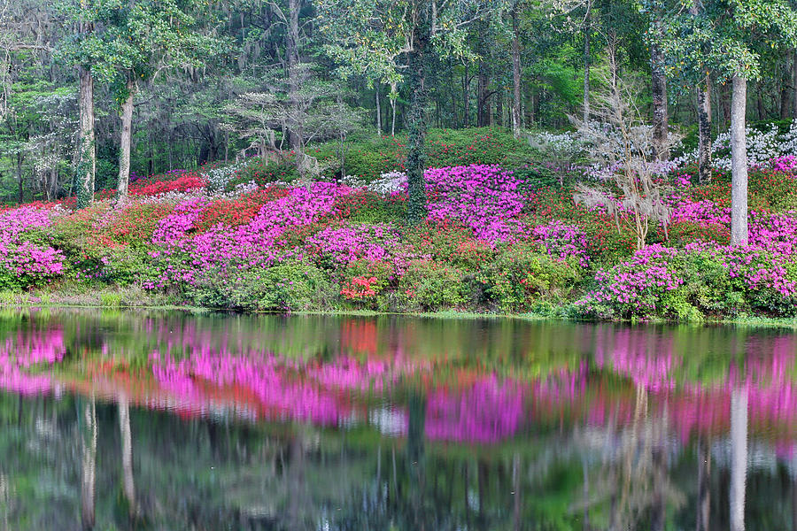 Spring Photograph - Azaleas In Full Bloom Reflected In Calm #1 by Darrell Gulin