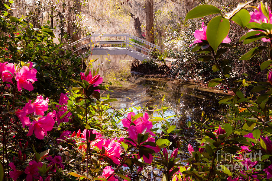 Azaleas in the Garden #1 Photograph by Iris Greenwell