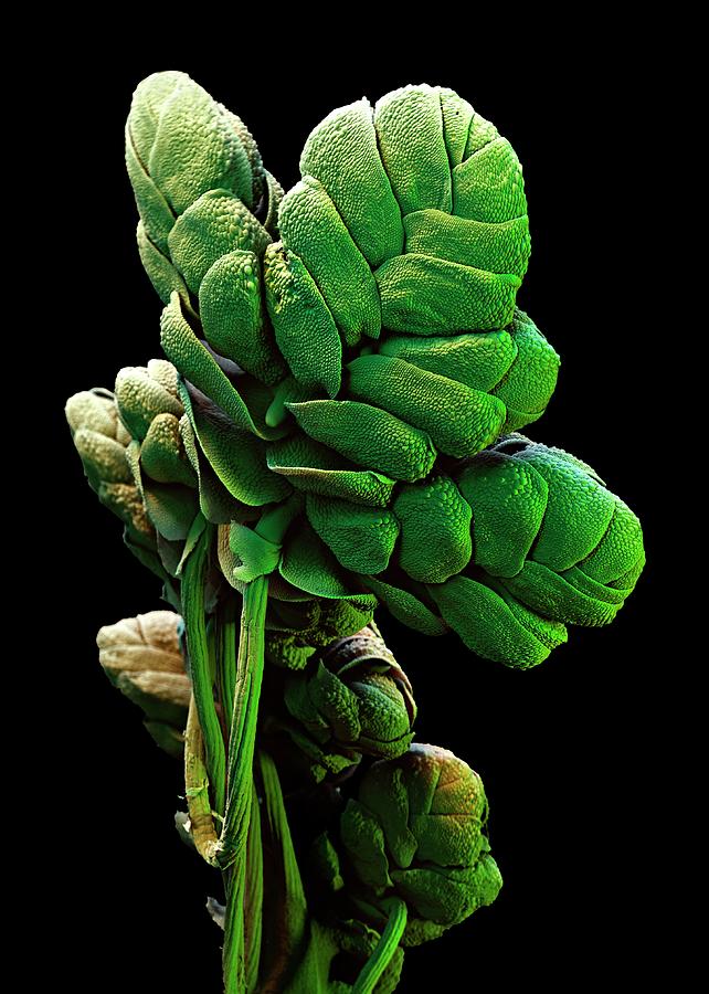 Azolla Plant Photograph by Stefan Diller