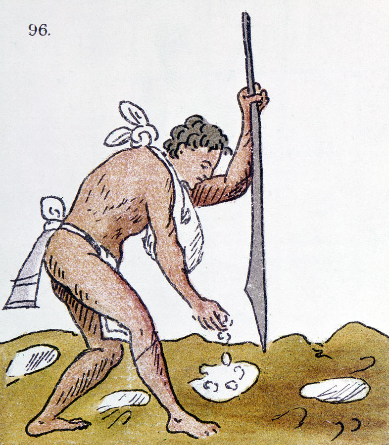Aztec Farmer #1 Drawing by Granger