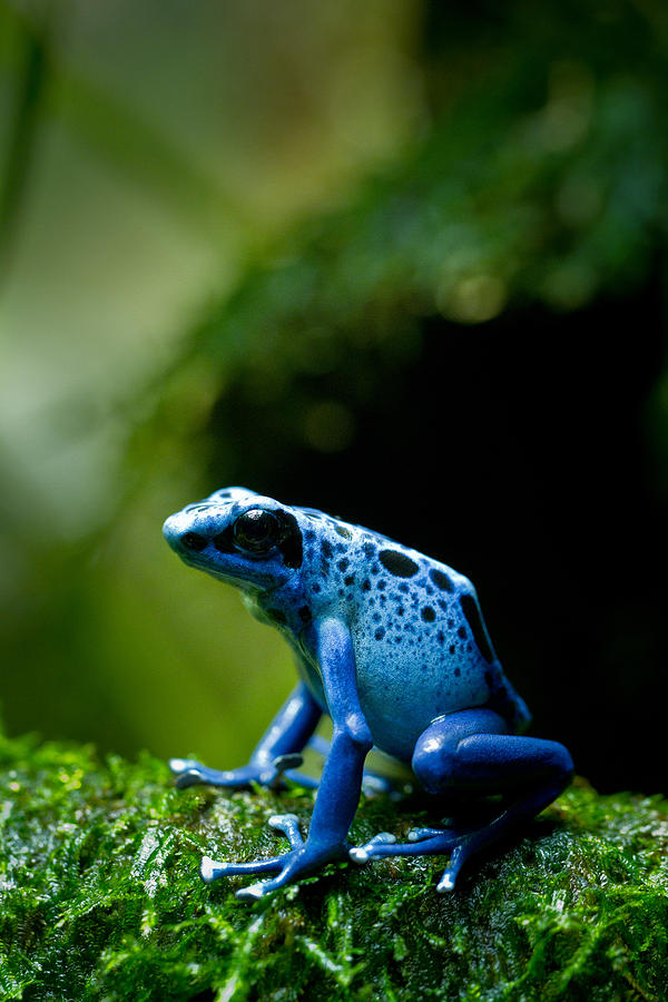 Azure Poison Dart Frog #1 Photograph by David Kenny - Fine Art America