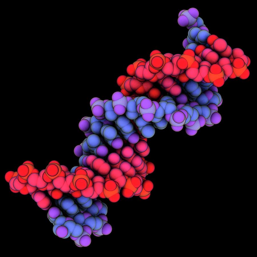 B-dna Molecule Photograph By Laguna Design/science Photo Library - Pixels