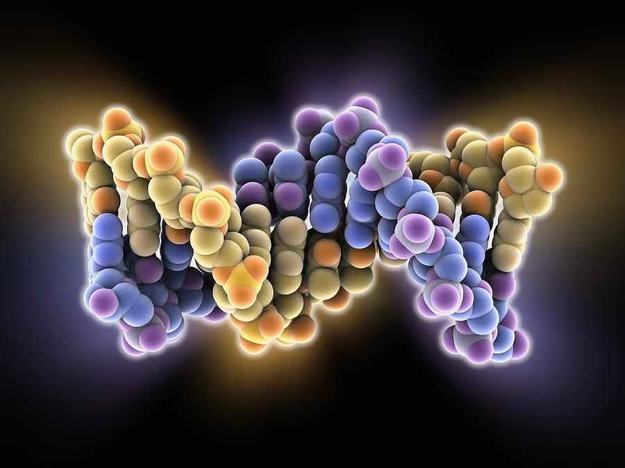 B-DNA Molecule Photograph By Science Photo Library - Pixels