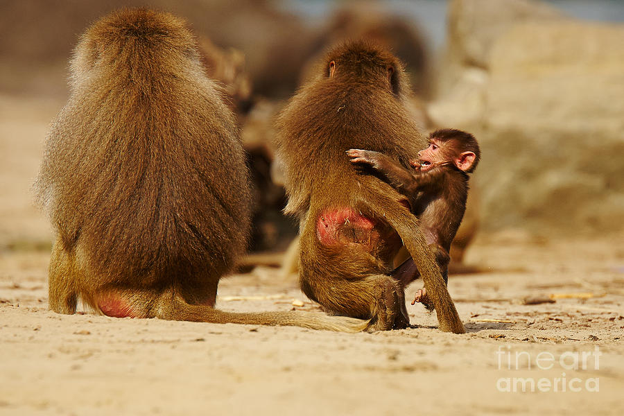 Baboon family in the desert #1 Photograph by Nick  Biemans
