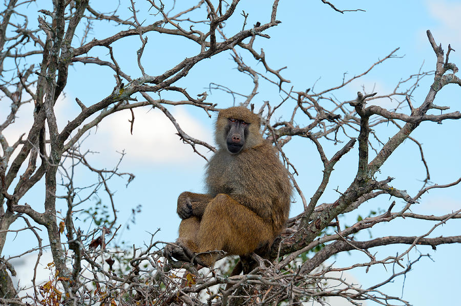 Baboon Papio anubis monkey #1 Photograph by Marek Poplawski