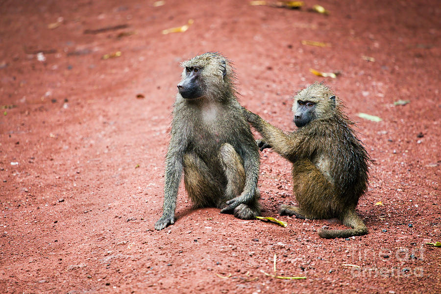Wildlife Photograph - Baboons in African bush #1 by Michal Bednarek