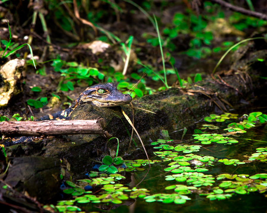 Baby Alligator Photograph by Mark Andrew Thomas