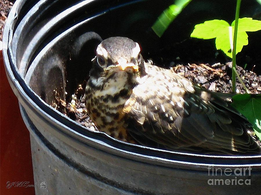 Baby American Robin Learning to Fly #2 Painting by J McCombie