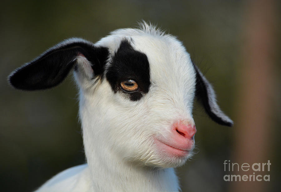Baby Billy Goat #2 Photograph by Savannah Gibbs