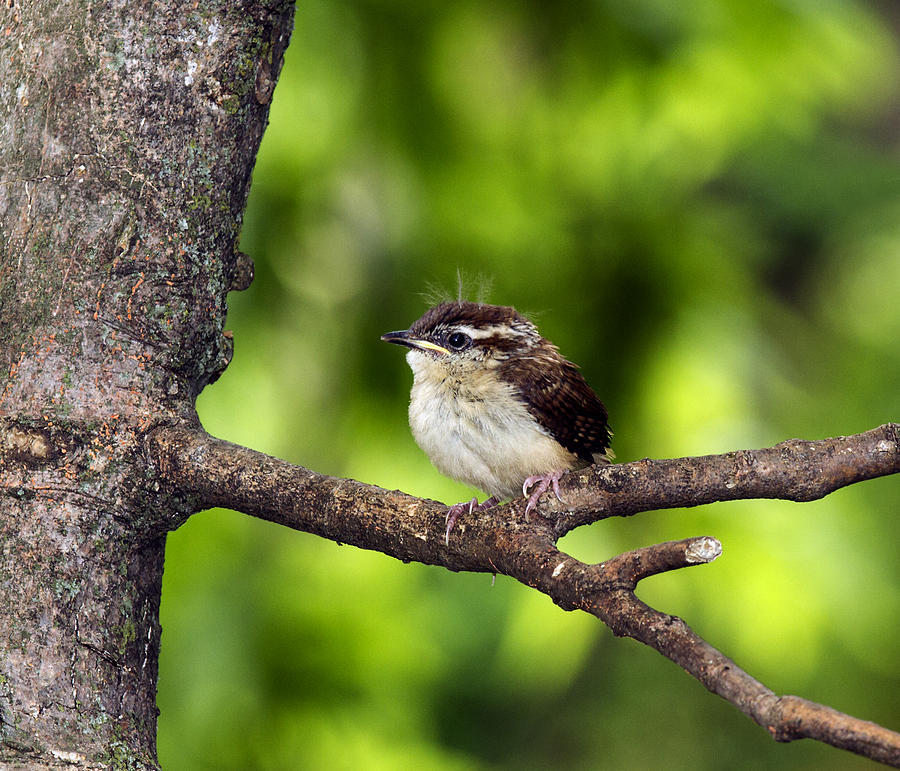 Carolina Wren Baby Development: How These Little Birds Grow and Mature