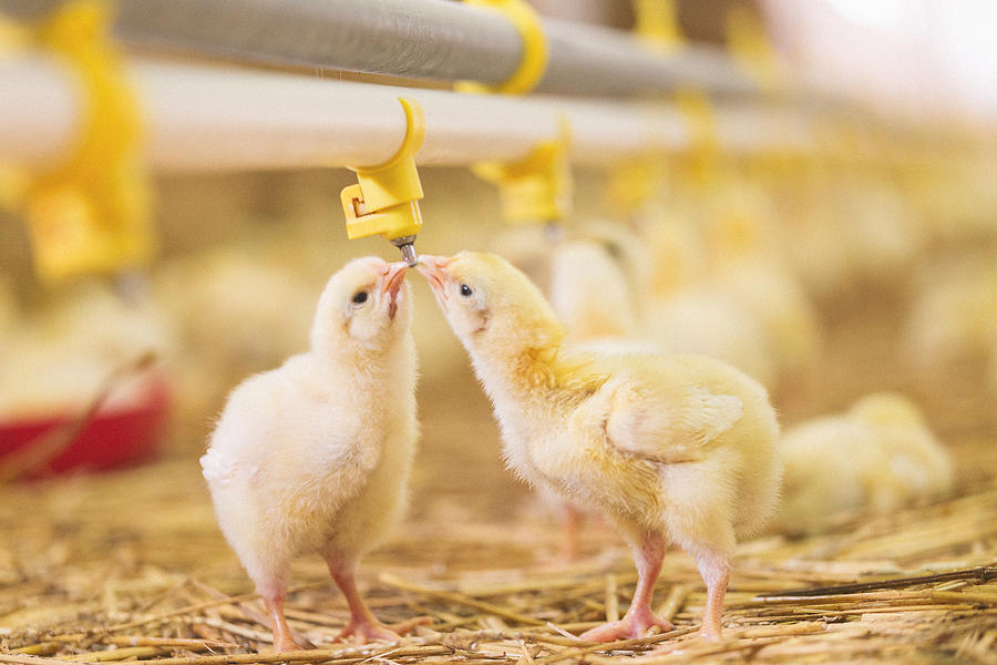 Baby chicks at farm #1 Photograph by Danchooalex