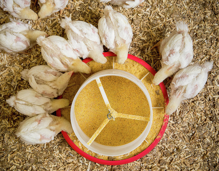 Baby Chicks Feeding Photograph By Edwin Remsberg | Pixels