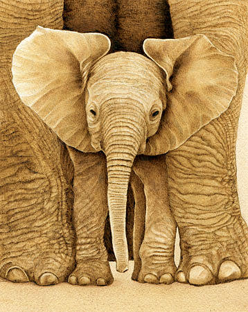 Download Baby Elephant Drawing by Cate McCauley