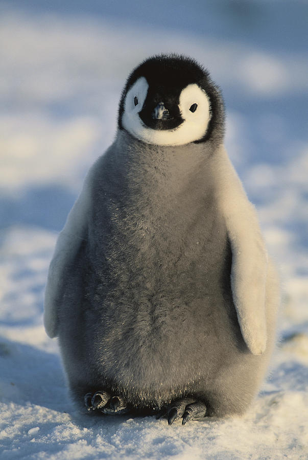 Baby Emperor Penguin #1 Photograph by Fuse