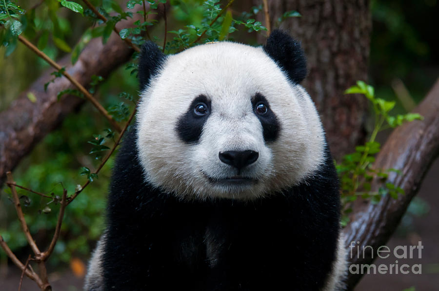 Nature Photograph - Baby Giant Panda #2 by Mark Newman