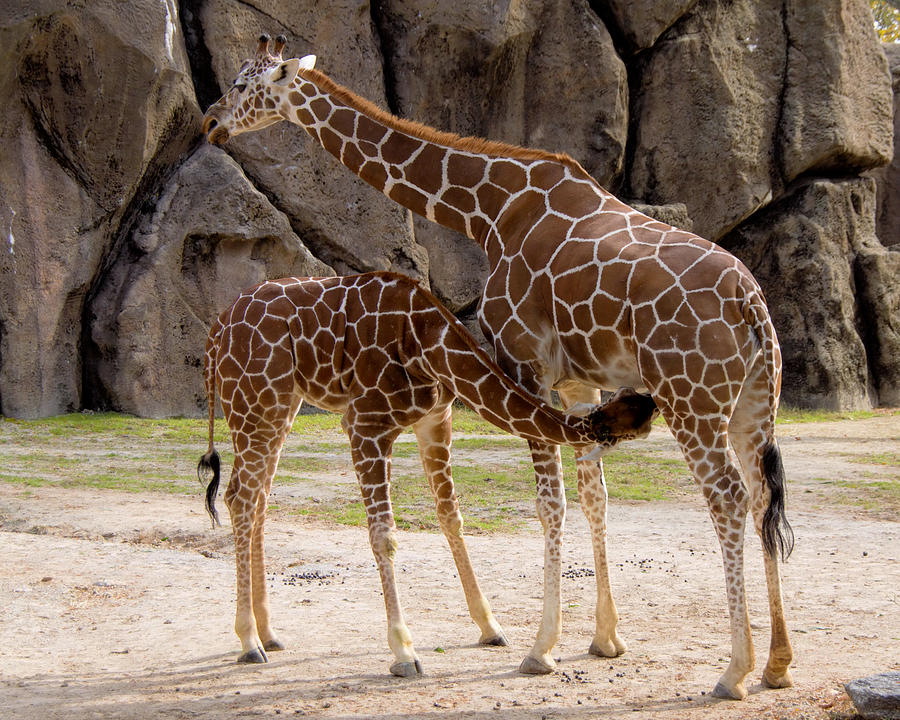 Baby giraffe nursing #1 Photograph by Jack Nevitt