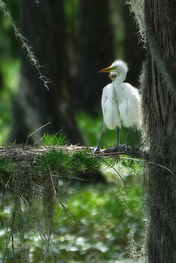Bird Photograph - Baby Great Egrets with Nest #1 by Richard Leighton