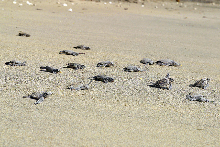 Baby Green Sea Turtles #1 Photograph by M. Watson