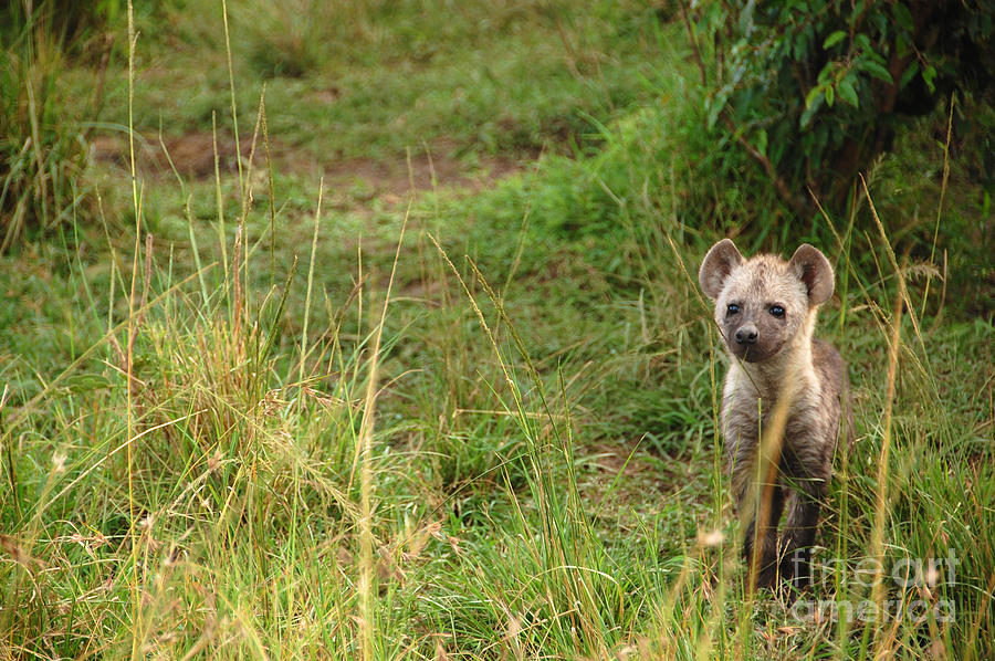 Masai Mara Photograph - Baby Heyna #1 by Charuhas Images