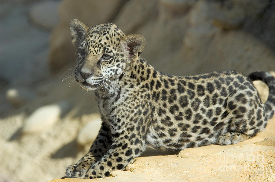 Baby Jaguar Photograph by Mark Newman - Fine Art America