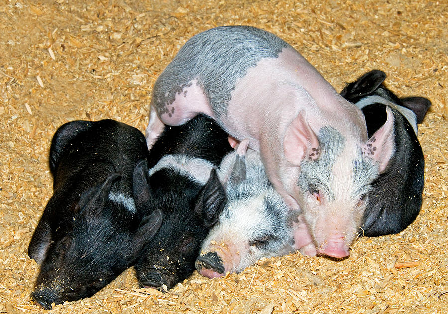 Baby Pigs Sleeping #1 Photograph by Millard H. Sharp