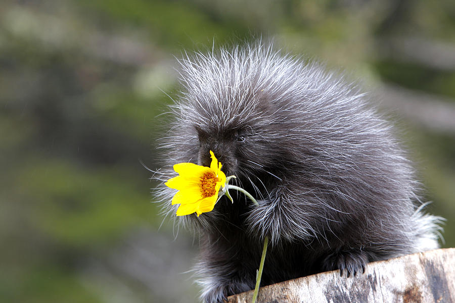 Baby Porcupine With Flower #1 Photograph by M. Watson