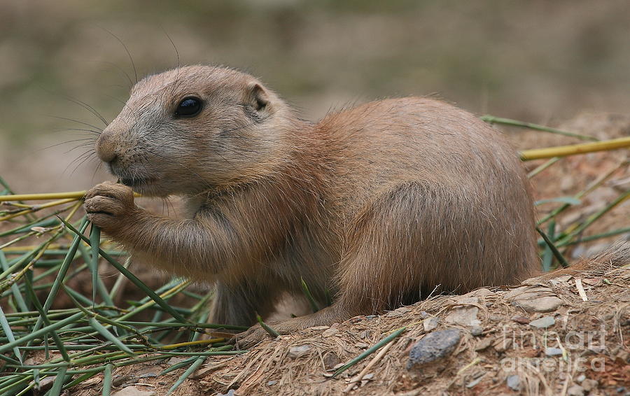 Baby Photograph - Baby Prarie Dog #1 by Ken Keener