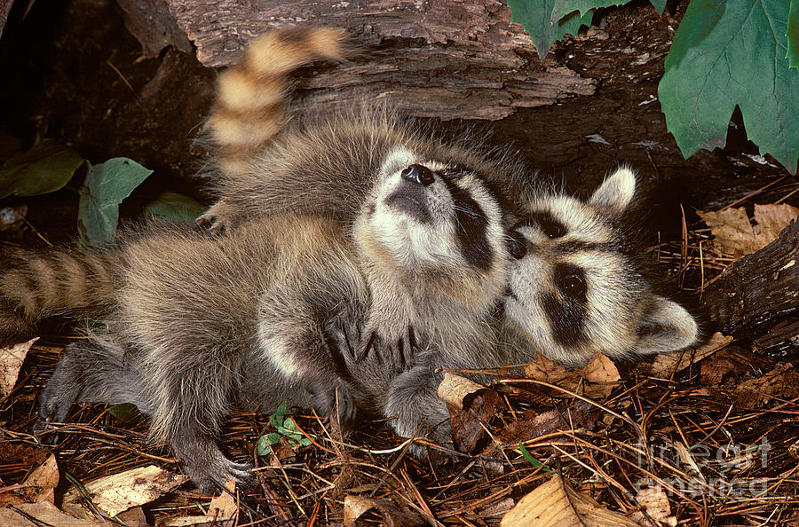 Baby Raccoons Playing Photograph by ER Degginger