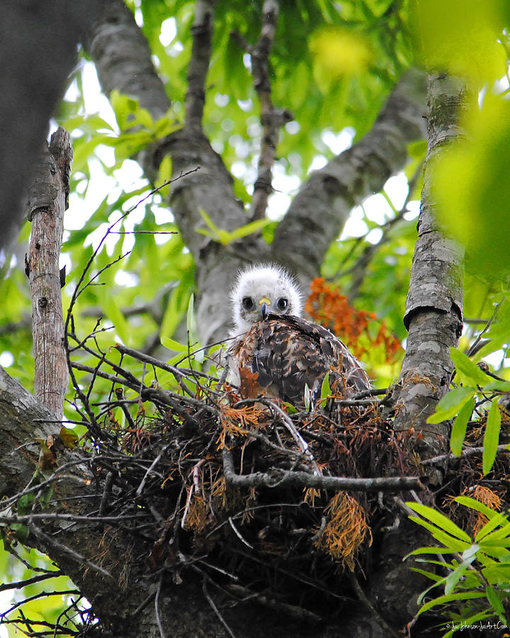 Baby Red Shouldered Hawk in Nest Photograph by Jai Johnson