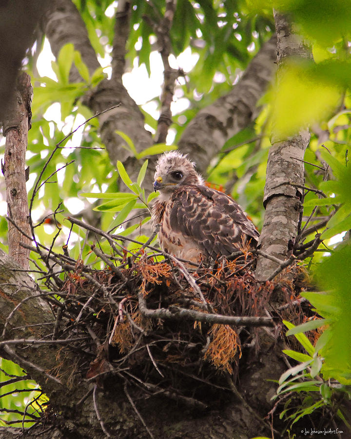 Baby Red Shouldered Hawk Photograph by Jai Johnson