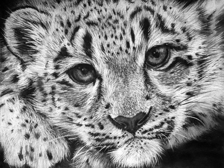 Animal Drawing - Baby Snow Leopard #1 by Sharlena Wood