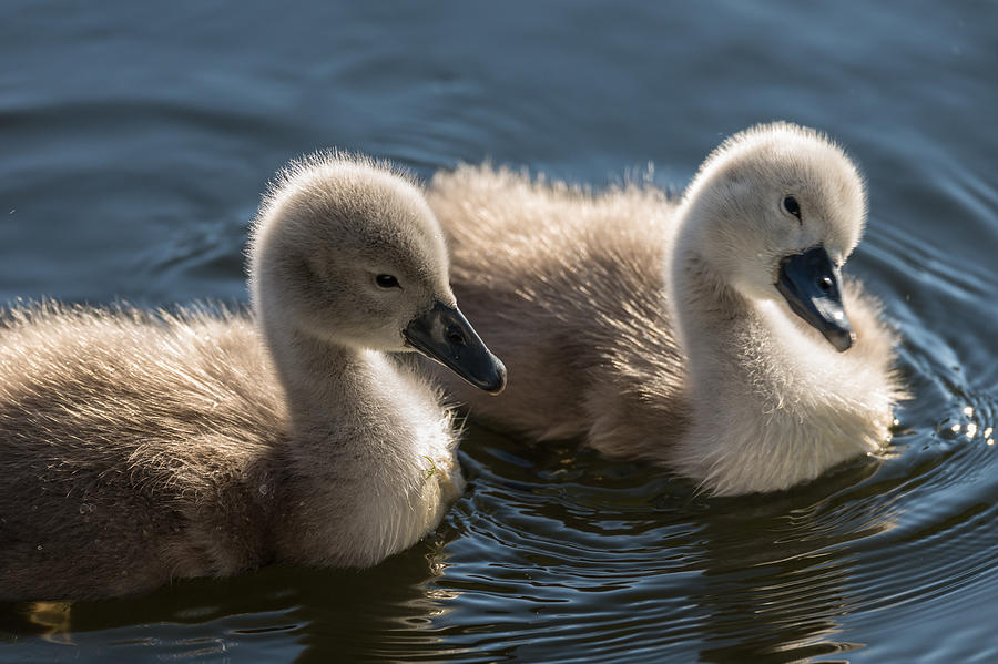 Baby swans Photograph by Michael Mogensen