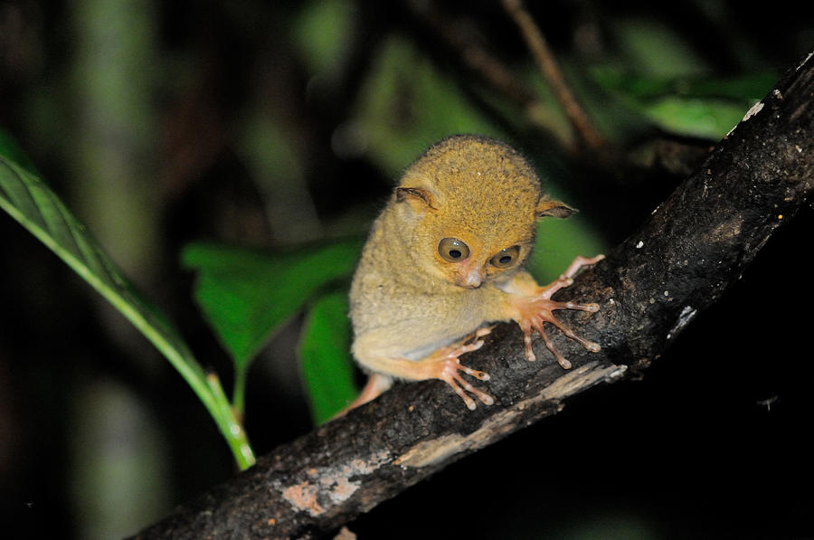 baby tarsier