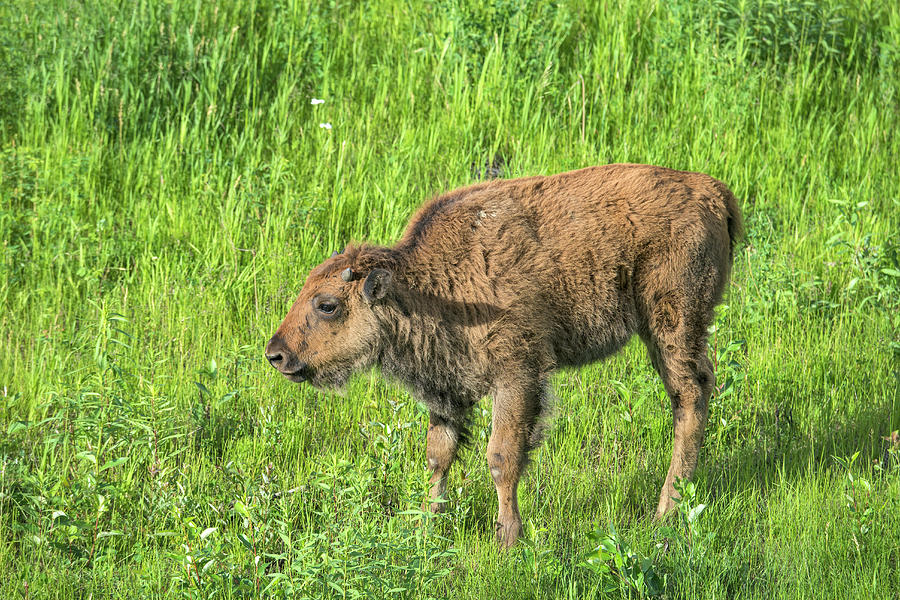 Baby Wood Bison #1 Photograph by Mark Newman
