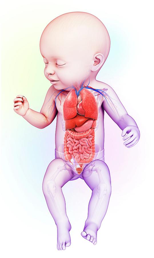 Baby's Body Organs Photograph by Pixologicstudio/science Photo Library ...