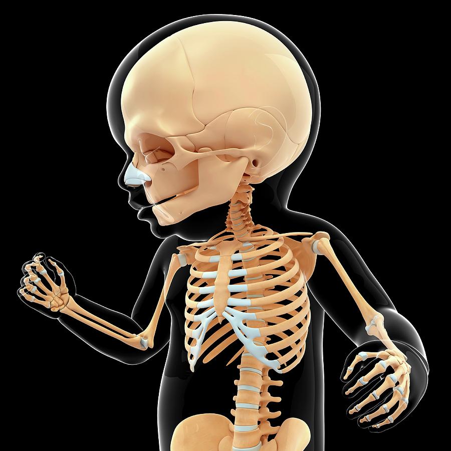 Baby's Skeletal System Photograph by Pixologicstudio Pixels