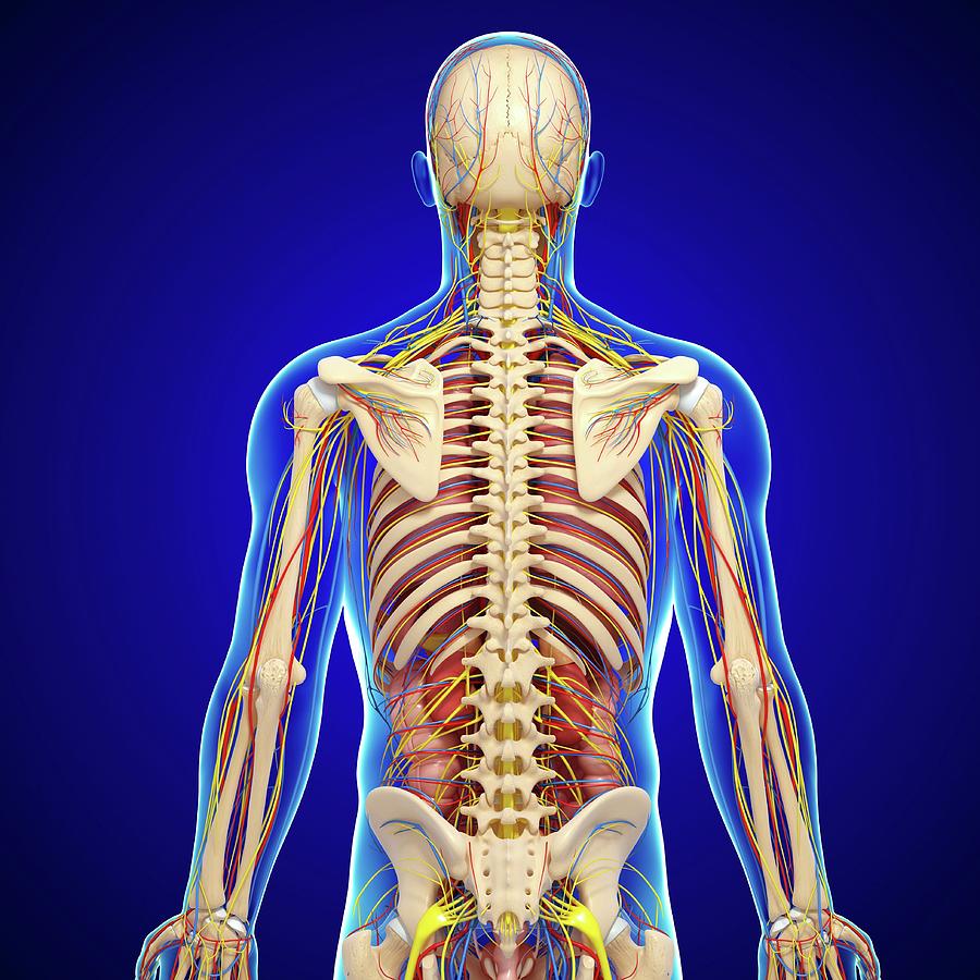 Acquire Back Anatomy Free Images - Www