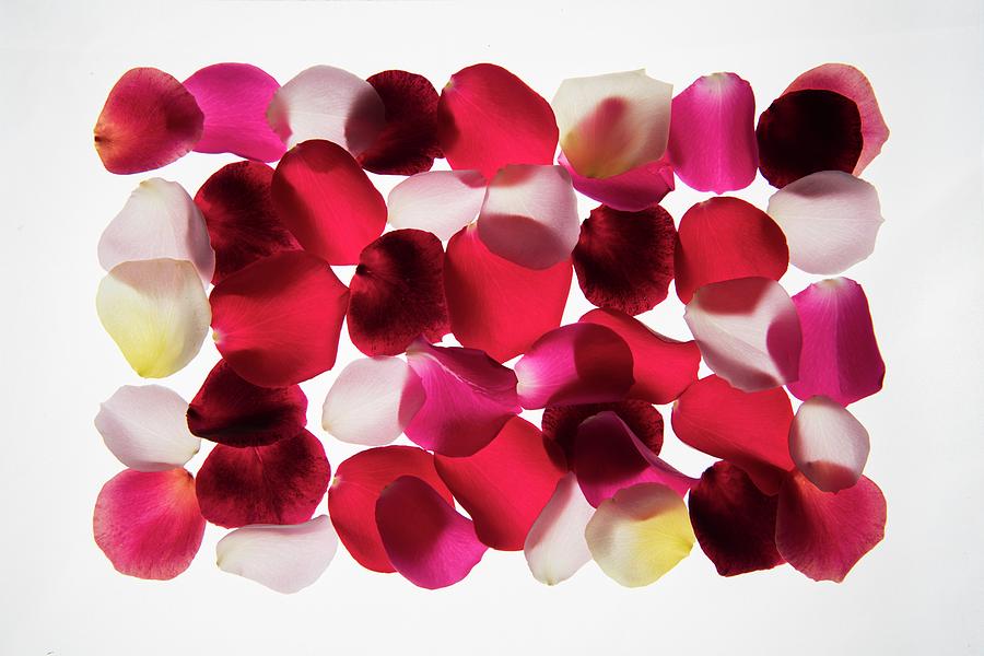 Back Lit Flower Petals #1 Photograph by Photostock-israel/science Photo Library